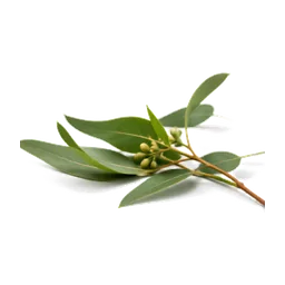 Eucalipto