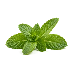 Menta / Mentol
